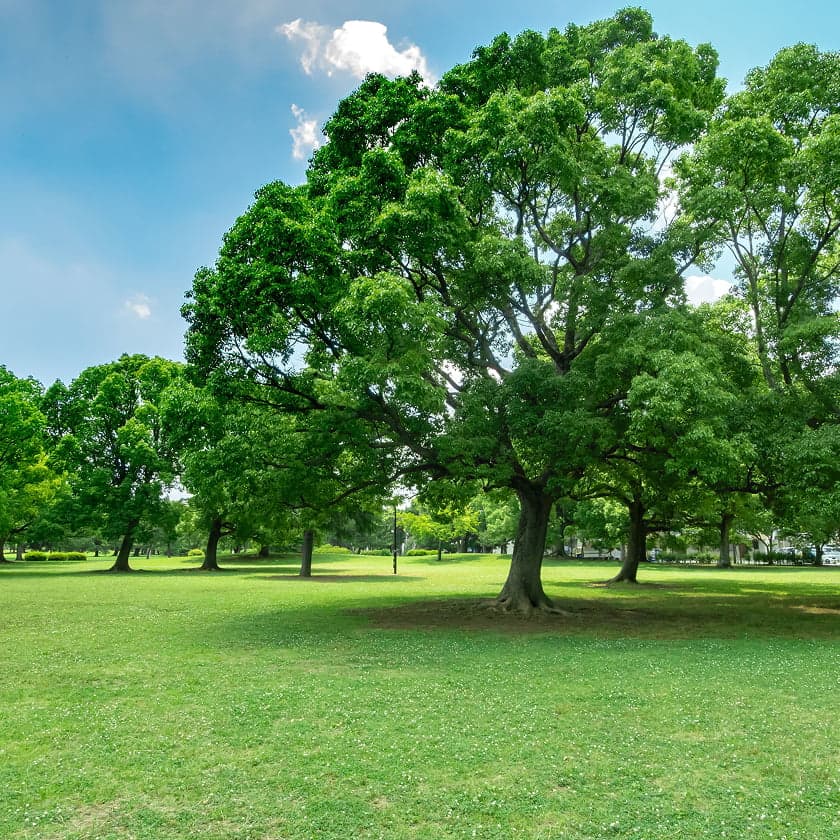 江戸川区の緑豊かな公園